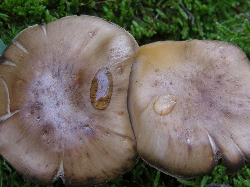 Cortinarius da determinare